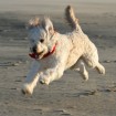 CinelliGoldenDoodleDog2-23-07-0872f-1