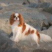 PierreDog7-14-06-6035