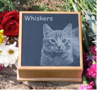 whiskers